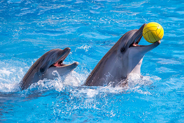 Side Dolphin Show | Transfer and Entrance Ticket Included
